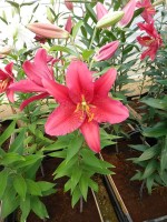 [4265 Lambrusuco No01.JPG]